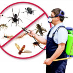 Take Ultimate Decision to Opt For The Best Building And Pest Inspection Gold Coast